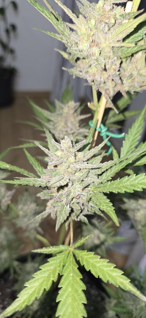 Original Cheese Auto FastBuds. Week 12