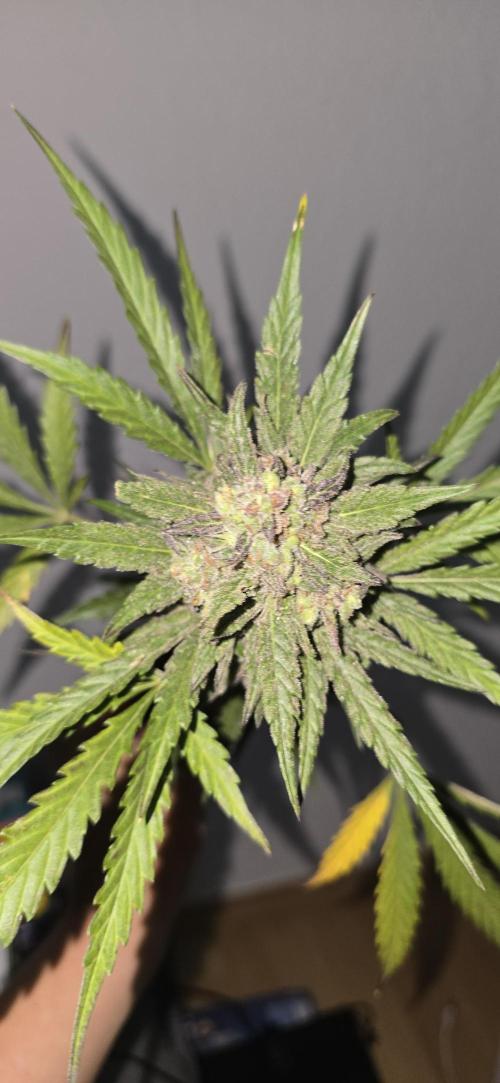 Original Cheese Auto FastBuds. Week 12