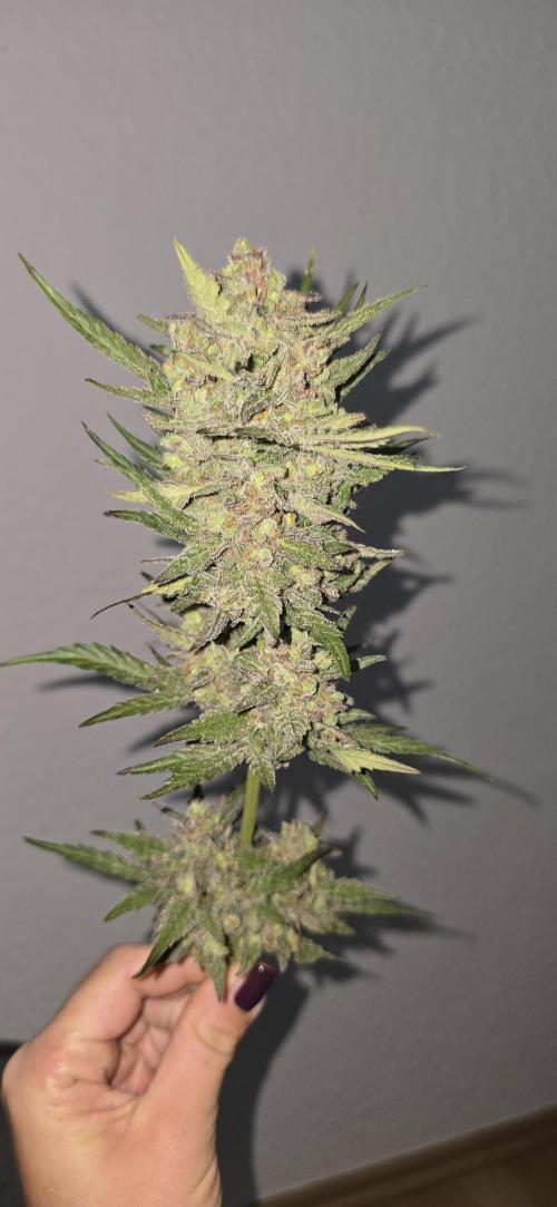 Original Cheese Auto FastBuds. Week 12
