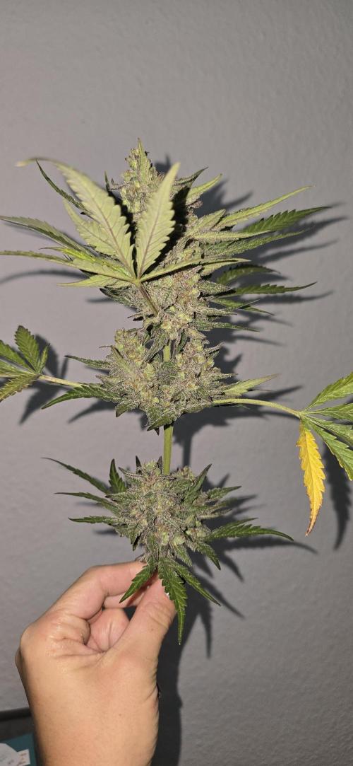 Original Cheese Auto FastBuds. Week 12