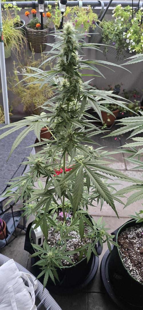 Green Crack Auto FastBuds. Week 9