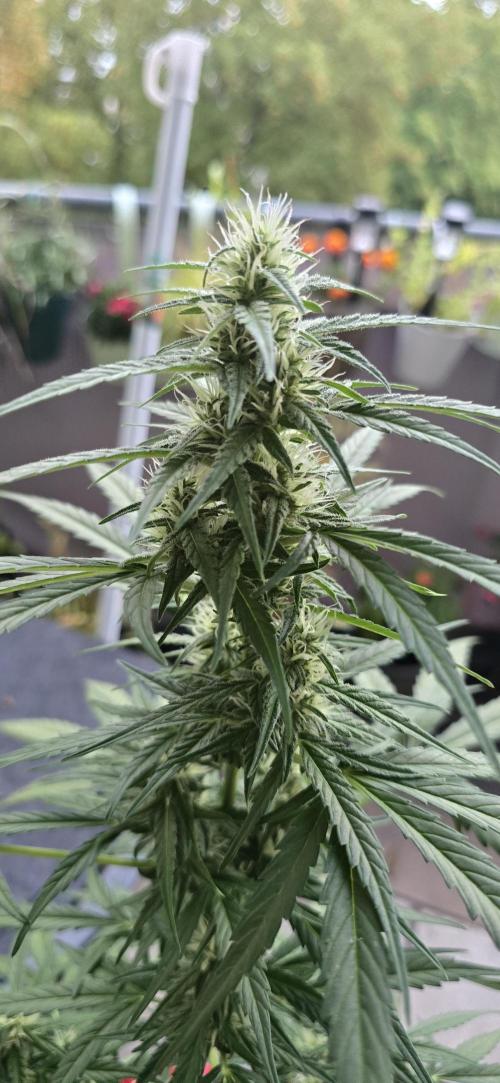 Green Crack Auto FastBuds. Week 9