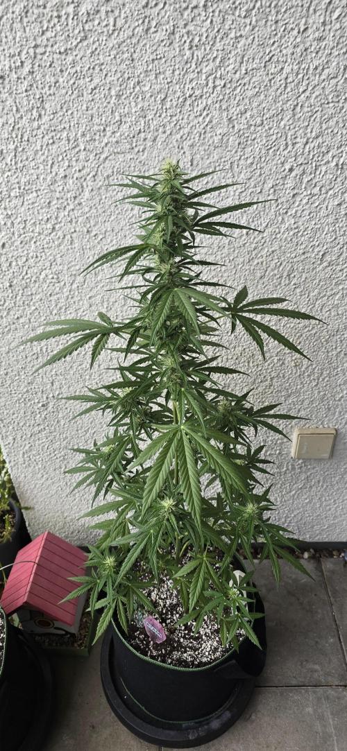 Green Crack Auto FastBuds. Week 9