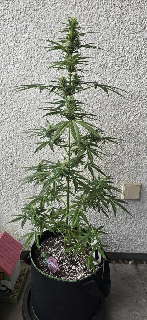 Green Crack Auto FastBuds. Week 9