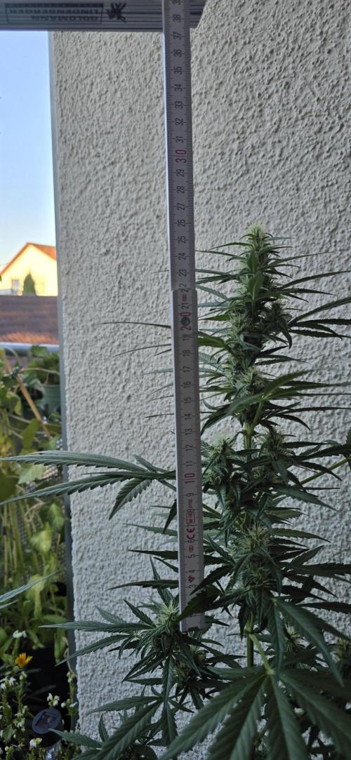 Green Crack Auto FastBuds. Week 9