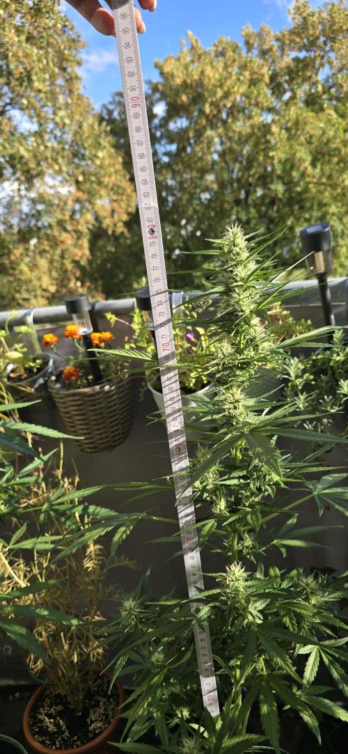 Green Crack Auto FastBuds. Week 9