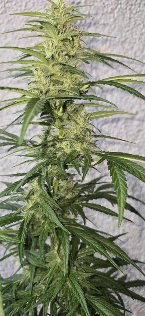 Green Crack Auto FastBuds. Week 9