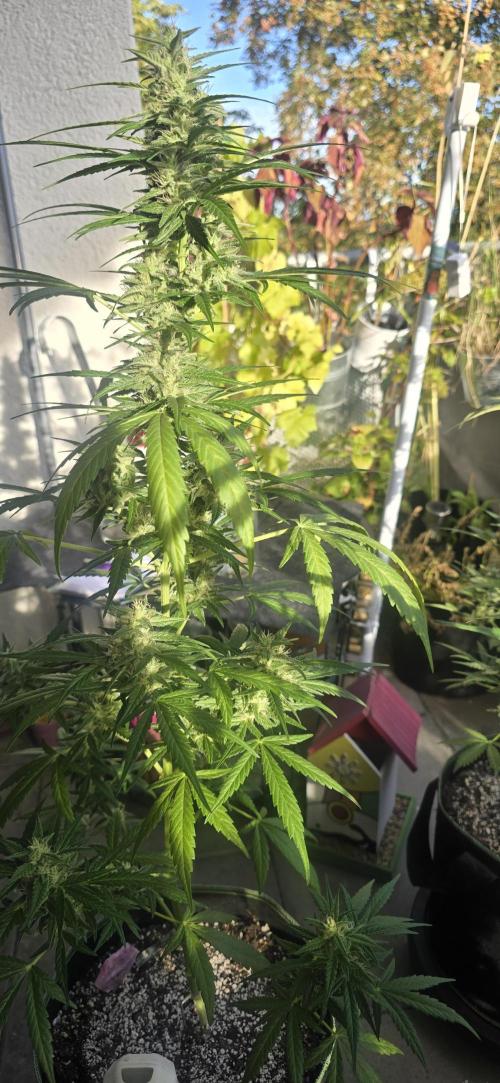 Green Crack Auto FastBuds. Week 10
