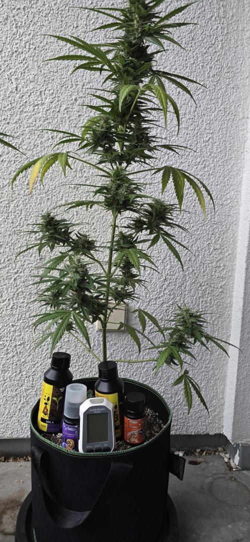 Green Crack Auto FastBuds. Week 10