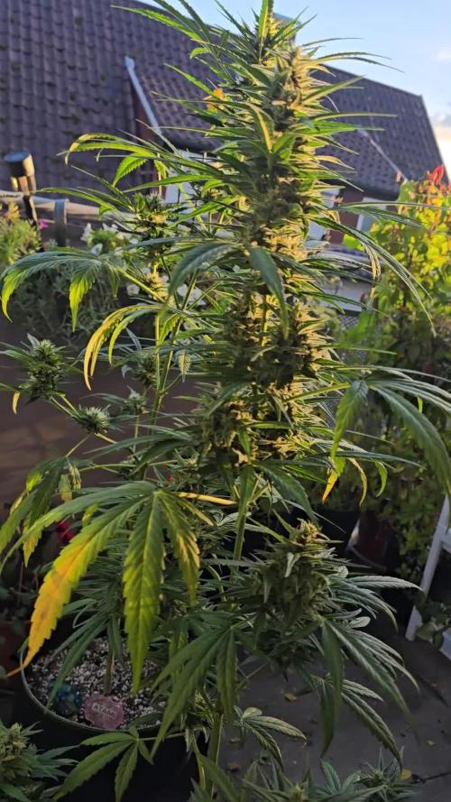 Lightmix. Week 10