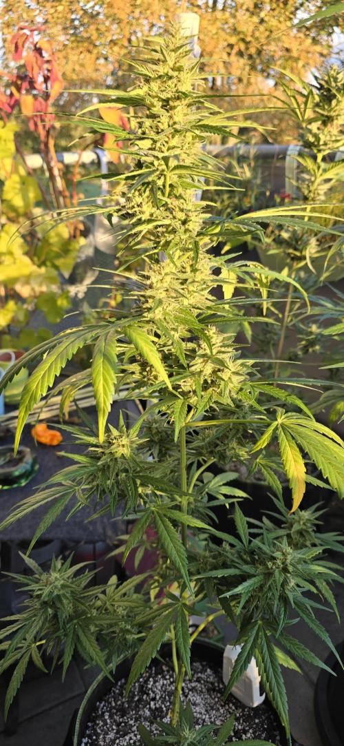 Green Crack Auto FastBuds. Week 10