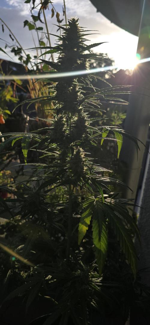 Green Crack Auto FastBuds. Week 10