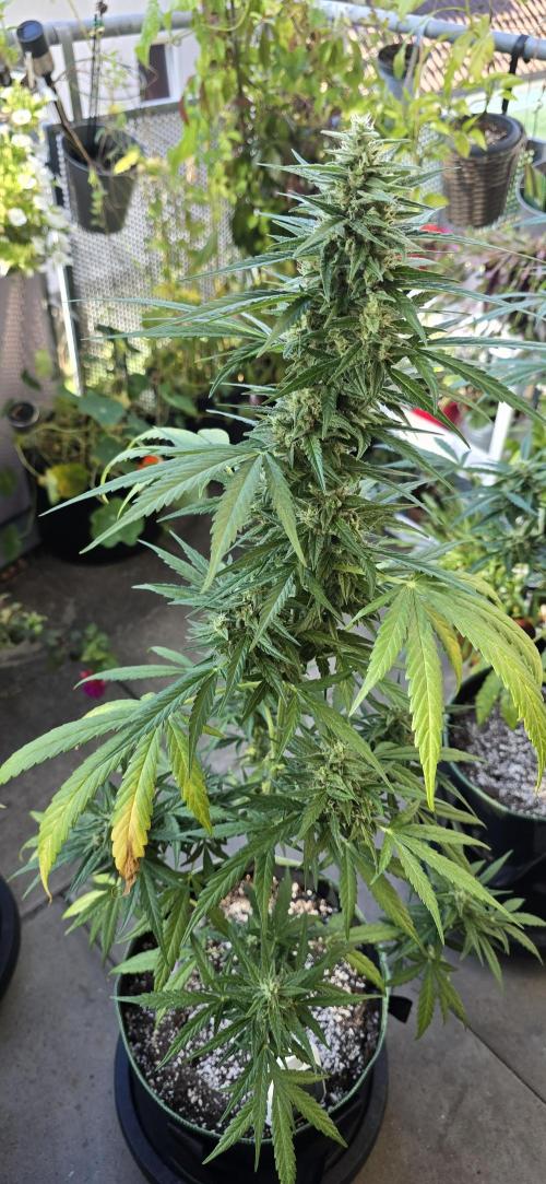 Green Crack Auto FastBuds. Week 11