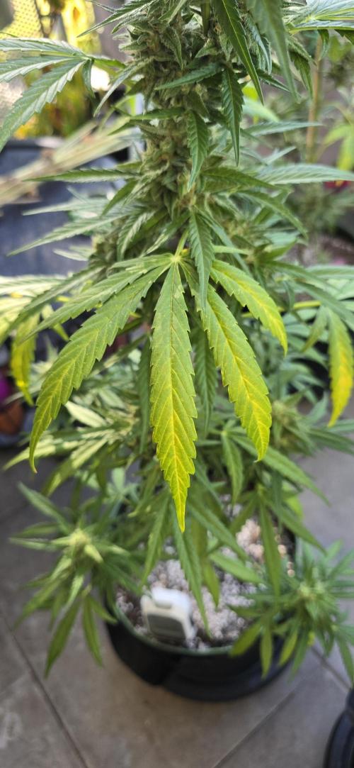 Green Crack Auto FastBuds. Week 11