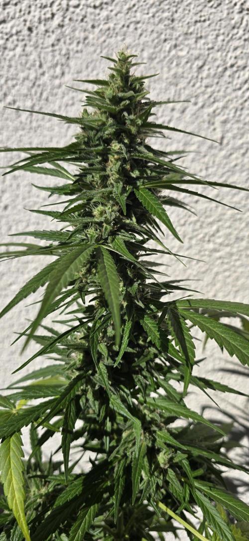 Green Crack Auto FastBuds. Week 11