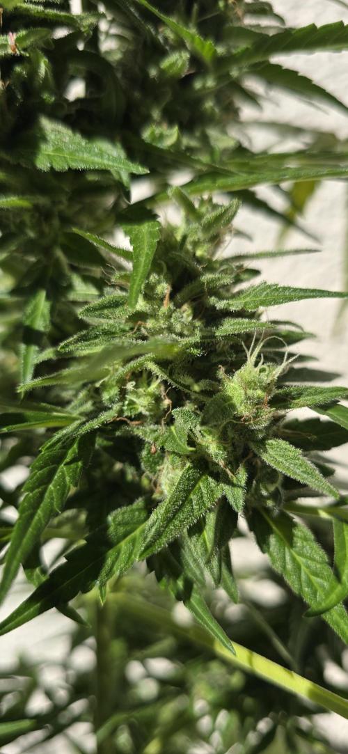Green Crack Auto FastBuds. Week 11