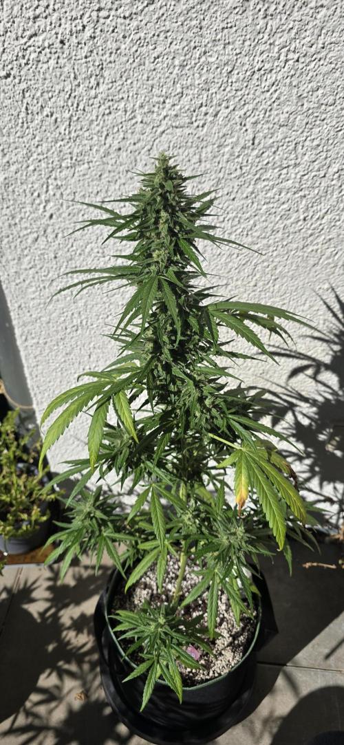 Green Crack Auto FastBuds. Week 11