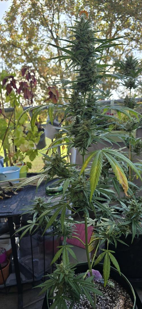 Green Crack Auto FastBuds. Week 11