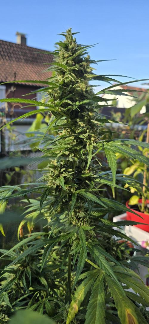 Green Crack Auto FastBuds. Week 11