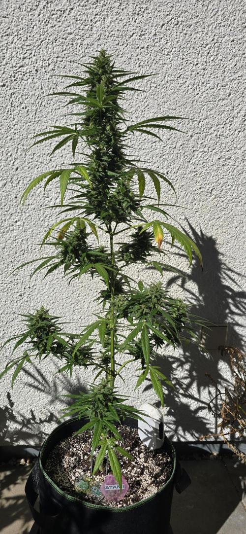Green Crack Auto FastBuds. Week 11