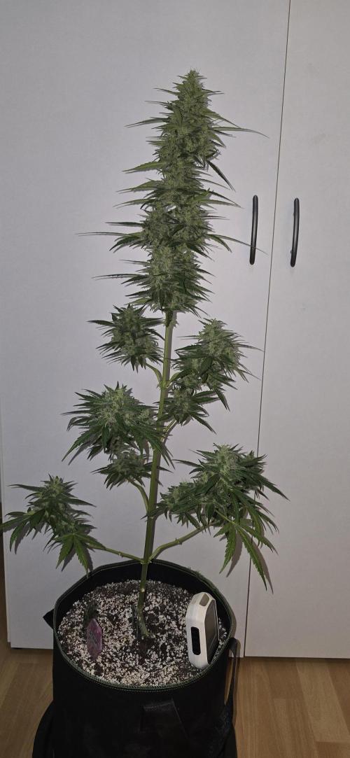 Green Crack Auto FastBuds. Week 11