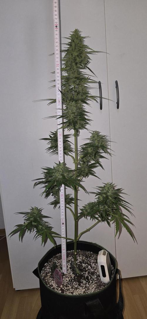 Green Crack Auto FastBuds. Week 11