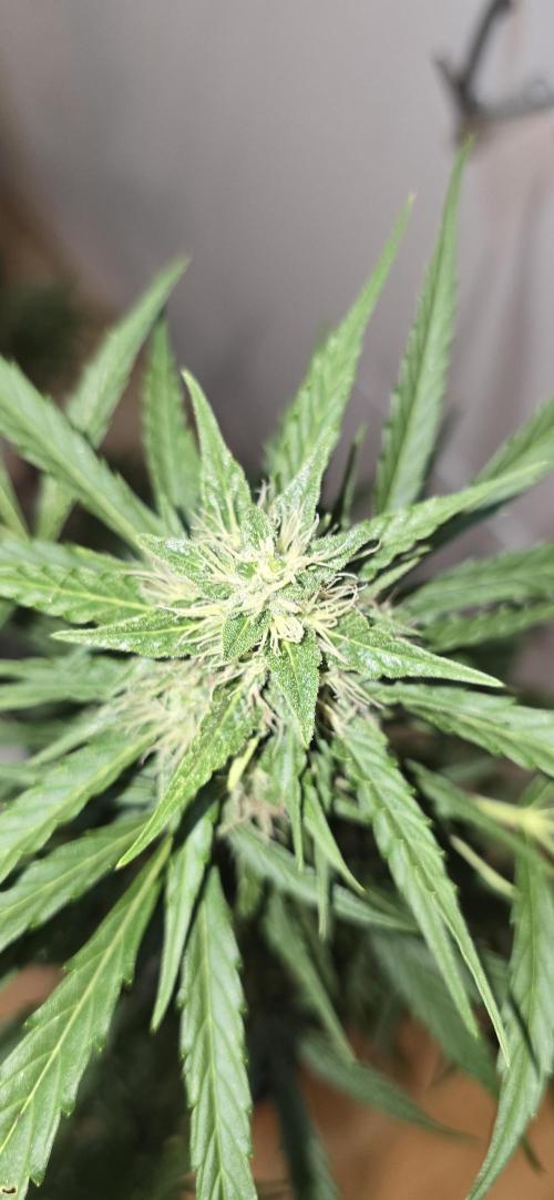 Green Crack Auto FastBuds. Week 11
