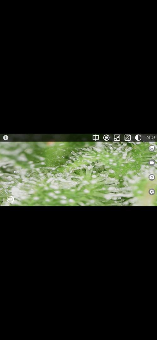 Green Crack Auto FastBuds. Week 11