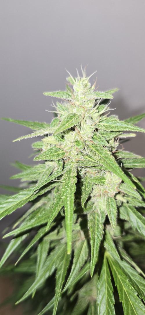 Green Crack Auto FastBuds. Week 11