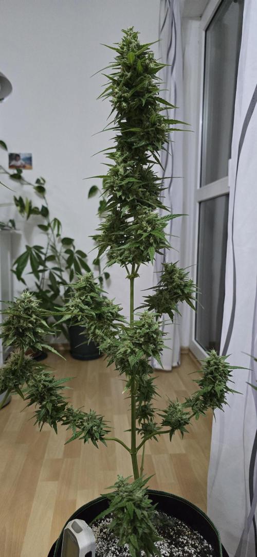 Green Crack Auto FastBuds. Week 12