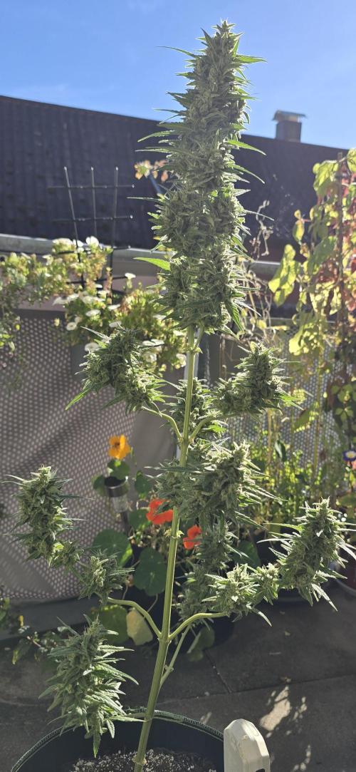 Green Crack Auto FastBuds. Week 12