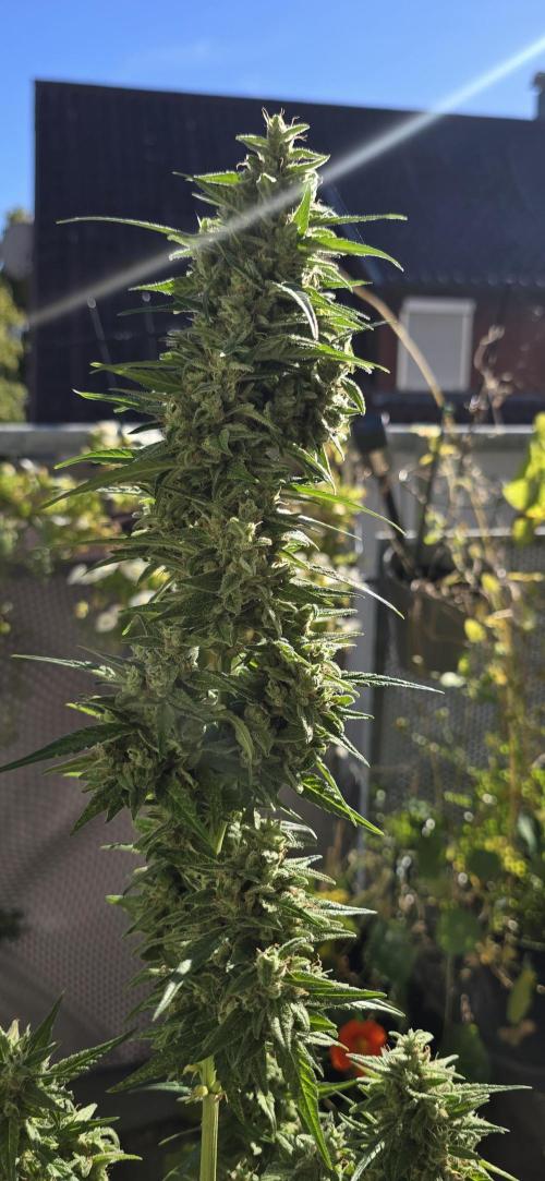 Green Crack Auto FastBuds. Week 12