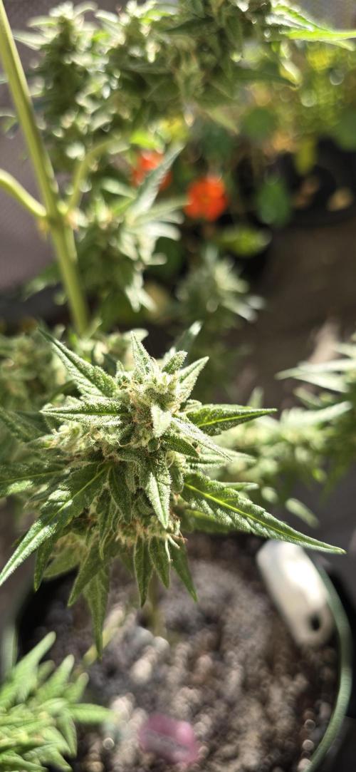 Green Crack Auto FastBuds. Week 12