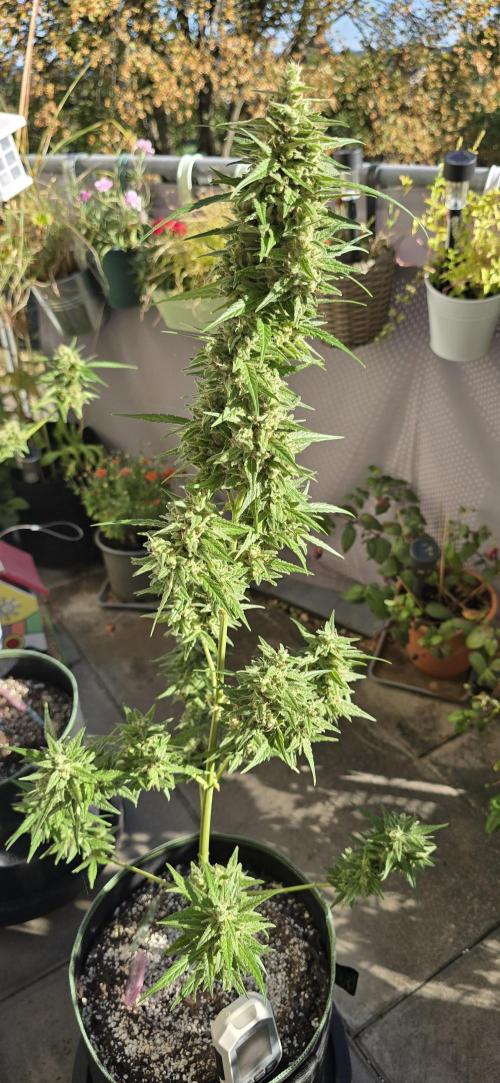 Green Crack Auto FastBuds. Week 12
