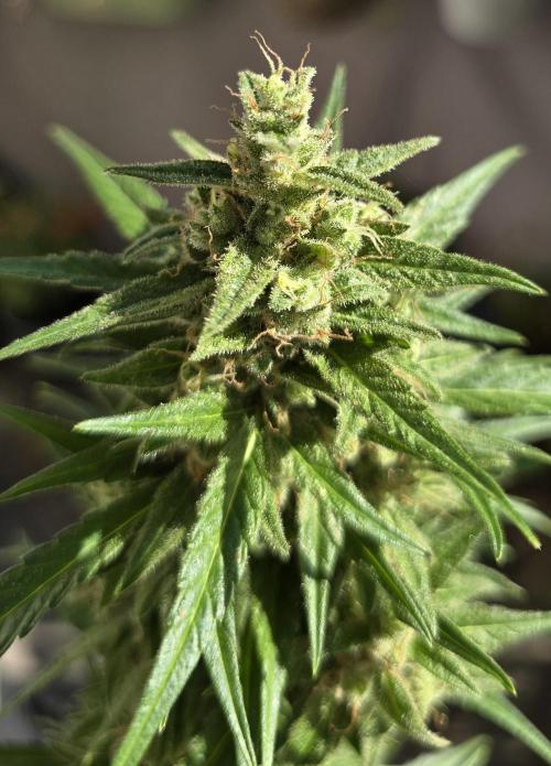 Green Crack Auto FastBuds. Week 12