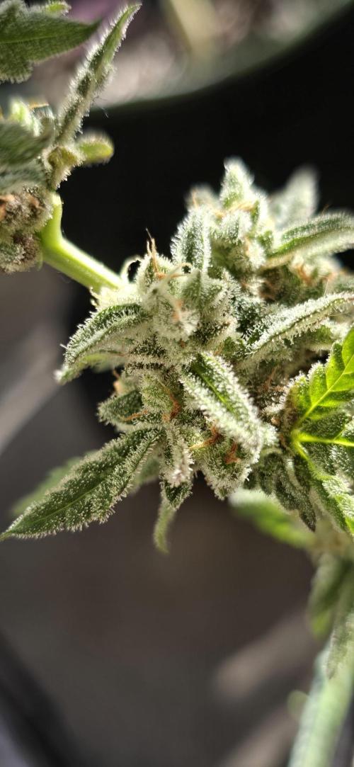 Original Cheese Auto FastBuds. Week 13