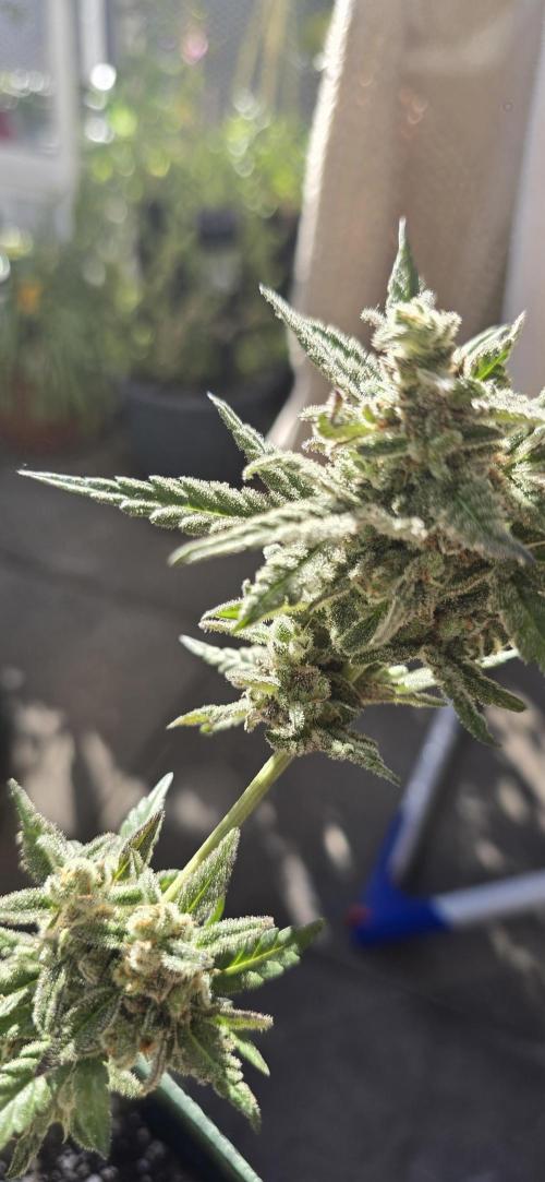 Original Cheese Auto FastBuds. Week 13