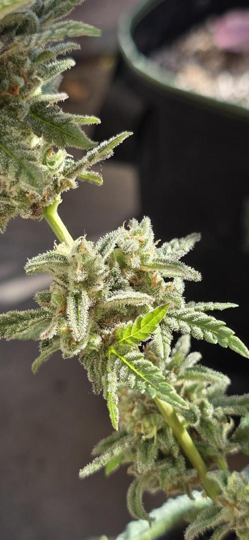 Original Cheese Auto FastBuds. Week 13