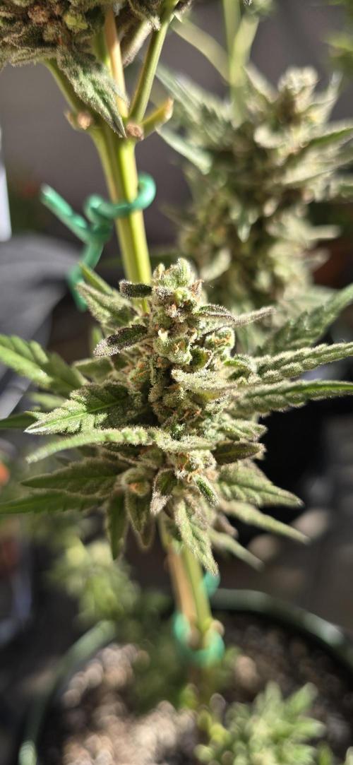 Original Cheese Auto FastBuds. Week 13