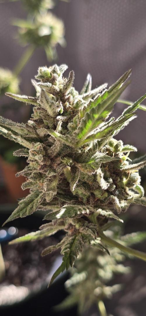 Original Cheese Auto FastBuds. Week 13