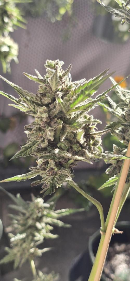 Original Cheese Auto FastBuds. Week 13