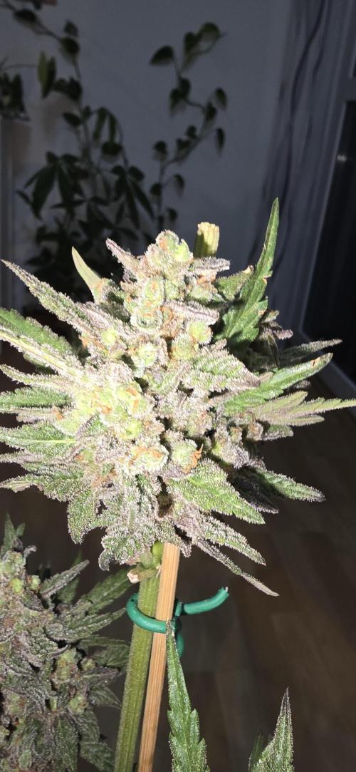 Original Cheese Auto FastBuds. Week 13
