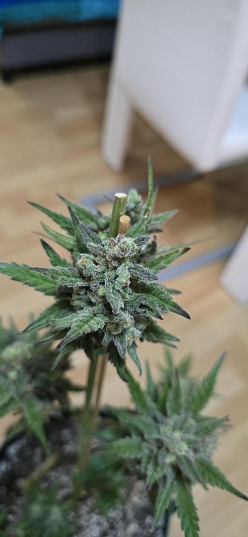 Original Cheese Auto FastBuds. Week 13