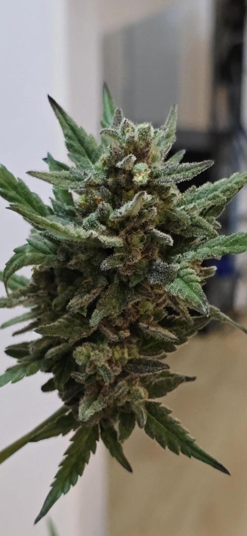 Original Cheese Auto FastBuds. Week 13