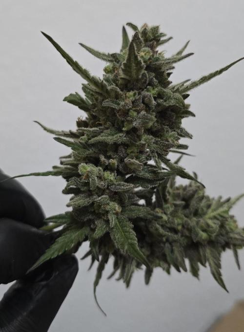 Original Cheese Auto FastBuds. Week 13