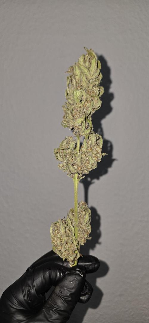 Original Cheese Auto FastBuds. Week 13