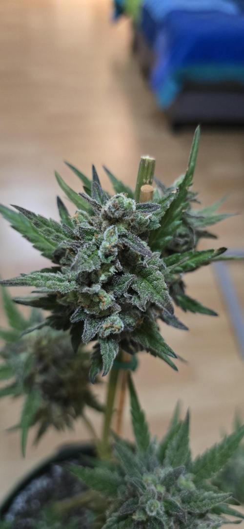 Original Cheese Auto FastBuds. Week 13