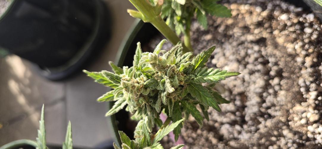 Original Cheese Auto FastBuds. Week 13