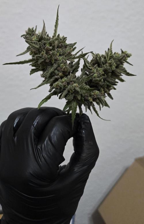Original Cheese Auto FastBuds. Week 13