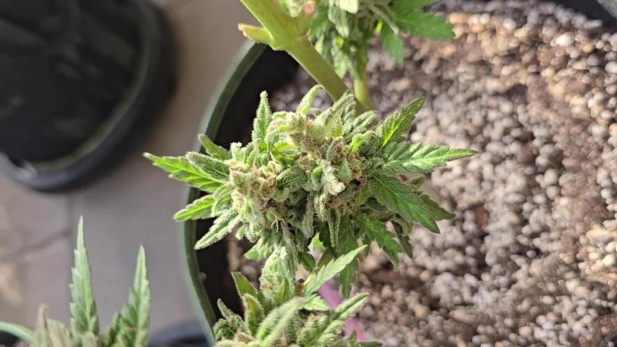 Cheese Auto. Week 13